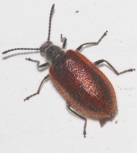 Réf. 294 325 : Lagria grenieri